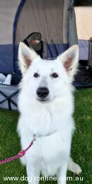 White Swiss Shepherd Dog for sale by SAMANTHAWILL