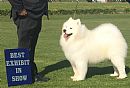 Samoyed for sale by SAMLOCH