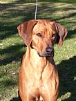 Rhodesian Ridgeback for sale by SANTASI