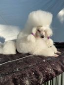 Poodle (Toy) for sale by SARENTA