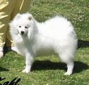 Japanese Spitz for sale by SCHEEPSHOND