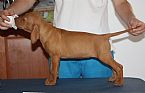 Hungarian Vizsla for sale by SEGITO