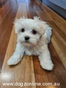 Maltese for sale by SILKAFFAIR