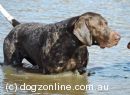 German Shorthaired Pointer for sale by SMACKPOINT