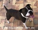 Staffordshire Bull Terrier for sale by SMYLINSTAFF