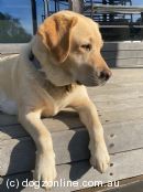 Labrador Retriever for sale by SOLINOO