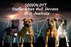 Staffordshire Bull Terrier for sale by SOOKALOTT