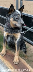 Australian Cattle Dog for sale by SPINABLU
