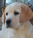 Labrador Retriever for sale by SUEKERWICK