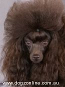 Poodle (Toy) for sale by SWEETOOTH