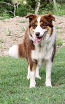 Border Collie for sale by TAAFFEITE