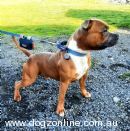 Staffordshire Bull Terrier for sale by TAJARABARK