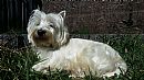 West Highland White Terrier for sale by TEAGHLACH