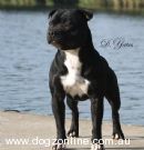 Staffordshire Bull Terrier for sale by TIAMOSTAFF