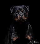 Rottweiler for sale by TRACEYV
