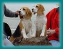Beagle for sale by TREEVIEW