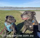 Staffordshire Bull Terrier for sale by VADERBLUE