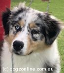 Australian Shepherd for sale by GYPSYLINC