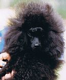 Poodle (Toy) for sale by VIVARA