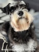 Schnauzer (Miniature) for sale by VOIRGRAND