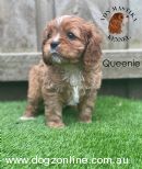 Cavalier King Charles Spaniel for sale by VONMASTIKA