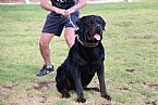 Rottweiler for sale by VONNITRO