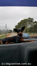 Miniature Pinscher for sale by VONNITRO