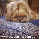 Shih Tzu for sale by VWAGENZU