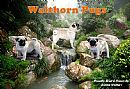 Pug for sale by WALTHORN