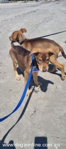 Peruvian Hairless Dog (Large) for sale by WARAQUCHA