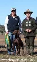 German Shorthaired Pointer for sale by WAUCHOPE