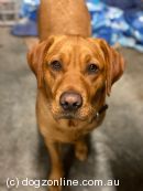 Labrador Retriever for sale by WAYGLENN