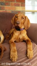 Hungarian Vizsla for sale by WEIMANNJEACKCOMAU