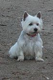 West Highland White Terrier for sale by WESTIEBLU