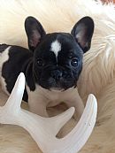 French Bulldog for sale by WESTIEBLU
