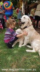 Golden Retriever for sale by WILDIRIS