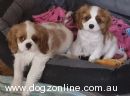 Cavalier King Charles Spaniel for sale by WITCHANGEL