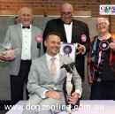 Italian Greyhound for sale by XARNEGO