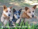 Australian Cattle Dog for sale by YARINGAH