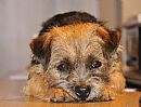 Border Terrier for sale by YAROMAL