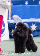 Poodle (Toy) for sale by ZALUCHA