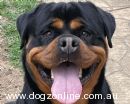 Rottweiler for sale by ZAMMERHITZ