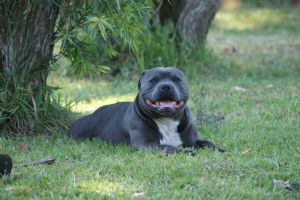 Staffordshire Bull Terrier puppy for sale by UNDERSTAFFED
