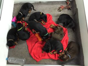 Dobermann puppy for sale by VONLISTON