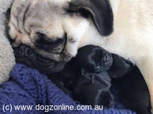 Pug puppy for sale by CHELZCHUGELZ