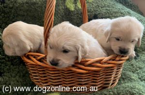 Golden Retriever puppy for sale by BURATINO