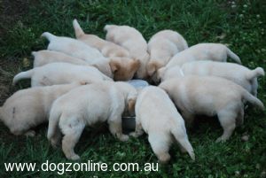 Labrador Retriever puppy for sale by REDSET