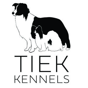 Border Collie puppy for sale by LAURAJC