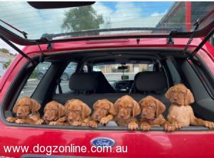 Hungarian Vizsla puppy for sale by ATSIDAS