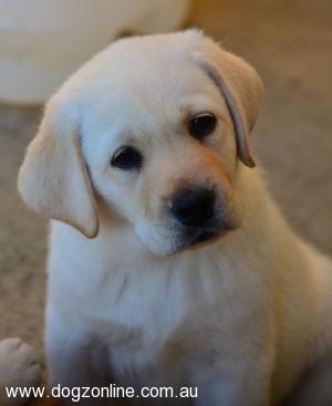 Labrador Retriever puppy for sale by BAYDONSLANE